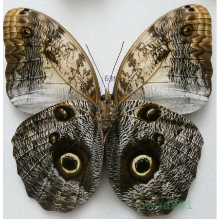 Caligo sp. reverse Peru 94mm63f